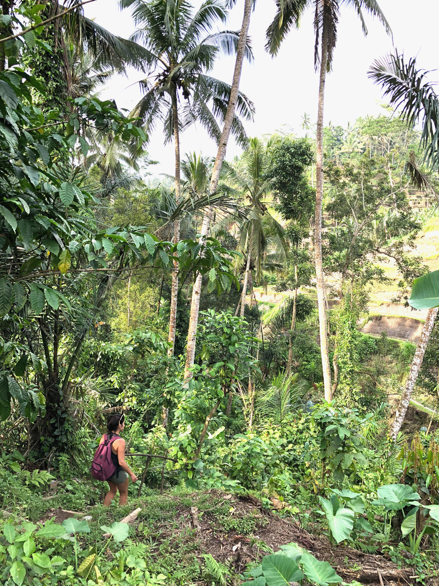Confiar y profundizar para encontrar tu propio camino Flor adentrándose en la selva, simbolizando el viaje de autoconocimiento, confianza y propósito personal – Espacio Medrar
